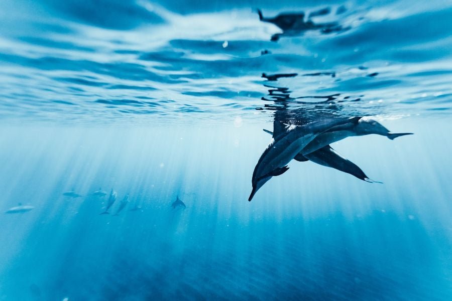 Glass bottom boat Mallorca